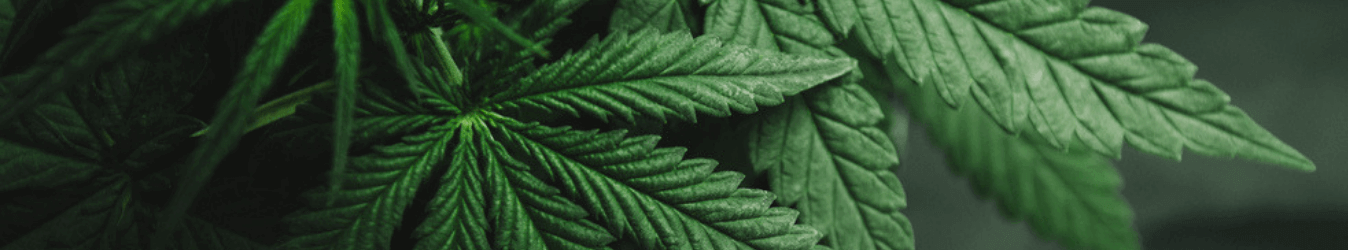 close up of marijuana plant