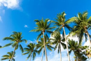 Palm trees against a blue sky