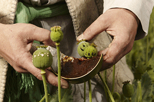 Person harvesting poppy bulbs