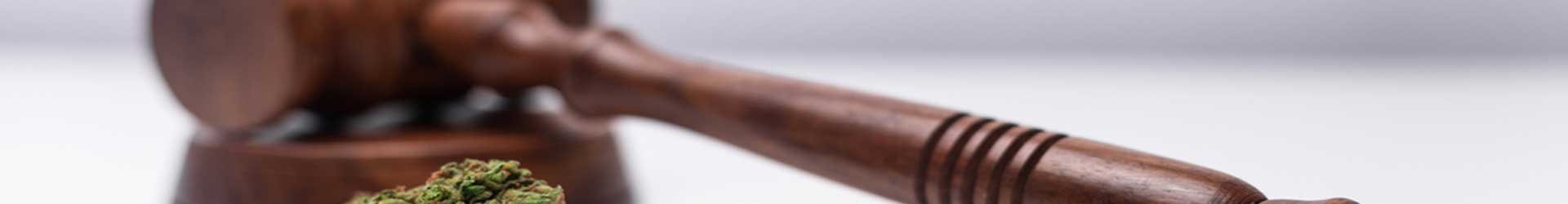 gavel-with-marijuana-on-table